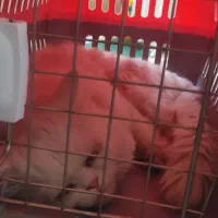 گربه گمشده|گربه|بندر گناوه, |دیوار