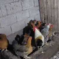 مرغ محلی تخم گذار|حیوانات مزرعه|رودبنه, |دیوار