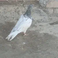فروش کبوتر