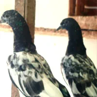جفت جوجه ۶ بند (فقی گل)