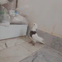 کفتر|پرنده|بجنورد, |دیوار