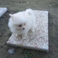 سگ پامر خرسی