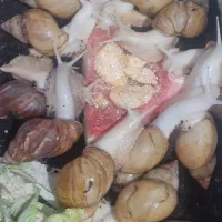 حلزون پرورشی آلبینو