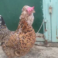 مرغ گلین رنگ کمیاب