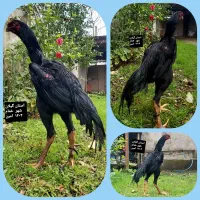 تخم مرغ لاری اصل|حیوانات مزرعه|خمام, |دیوار