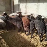 بره نر‌جهت‌قربانی|حیوانات مزرعه|جوادآباد, |دیوار