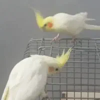 طوطی