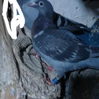 کبوتر گمشده|پرنده|هیر, |دیوار