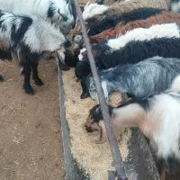 کهره نر و ماده|حیوانات مزرعه|حنا, |دیوار