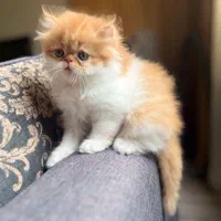 گربه های اشرافی iran cats|گربه|شیراز, ابیوردی|دیوار