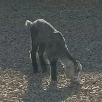 بزاره|حیوانات مزرعه|روانسر, |دیوار