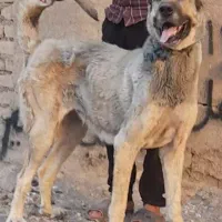 واگذاری سگ کانگال افغانی خراسانی قدریجان صفت|سگ|کرمانشاه, |دیوار