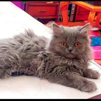 بچه گربه پرشین سوپرفلت|گربه|زرند, |دیوار