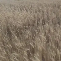 جو دیم  تمیز درجه یک 50تن