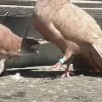 کفتر زرد کرمانی کاکلی