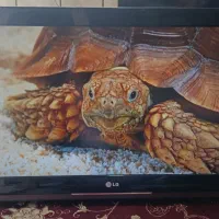 ال‌سی‌دی 32 اینچ الجی