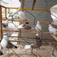 کبوترهای ناوروان