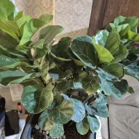 گل بابا آدم و لیراتا|گل و گیاه طبیعی|تهران, والفجر (افسریه)|دیوار