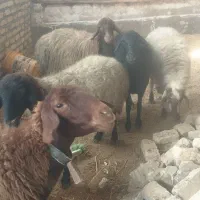 10عدد‌میش‌زایده‌وابست