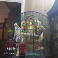 عروس هلندی|پرنده|شهر ری, دولت‌آباد|دیوار