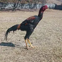 جوجه خروس لاری|حیوانات مزرعه|رشت, دیانتی|دیوار