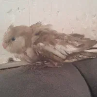 جوجه عروس هلندی نر