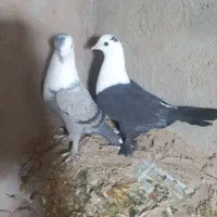 یک جفت کله سفید|پرنده|شهرآباد, |دیوار