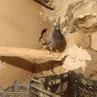 کبوتر پلاکی