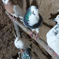 کفتر در آلوچه فولادلو|پرنده|هیر, |دیوار