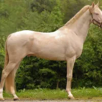 خریدوفروش اسب