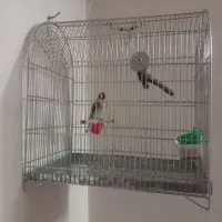 سهره جوجه قفس ۲ ساله جفتی