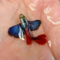 گوپی بیگ ایر آکواریوم مارلین