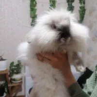 خرگوش لوپ نژاد دار