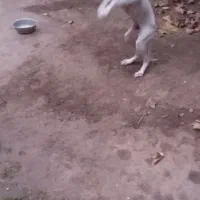 توله مخصوص دمبلان(ترافل)|سگ|گلی داغ, |دیوار