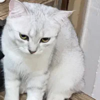 گربه بریتیش نژاد اصیل