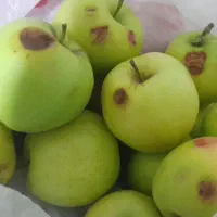 سیب خوشمزه و ابدار