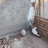 کبوتر|پرنده|سبزوار, چهارراه فرودگاه|دیوار