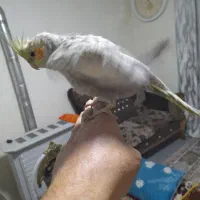 عروس هلندی|پرنده|تهران, خاک سفید|دیوار