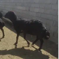 یع عدد قوچ قزل افشار تیزران دو ساله سعی سالم