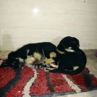 توله ژرمن|سگ|اهواز, کمپلو شمالی|دیوار