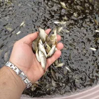 استخر پرورش ماهی کپور