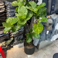 درخچه دو عدد