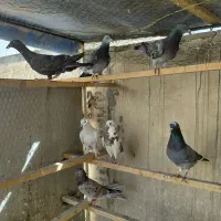 ۱۱عدد کبوتر مسافتی و تهرانی|پرنده|تهران, سعیدآباد|دیوار