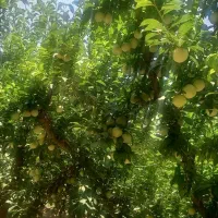 جذب کارگر ساده آقا و خانم جهت برداشت میوه