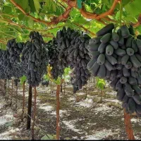 انواع نهال انگور و...|خدمات باغبانی و درختکاری|تربت‌حیدریه, فردوسی جنوبی|دیوار