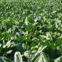 فروش اسفناج تازه|خوردنی و آشامیدنی|آق قلا, |دیوار