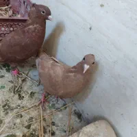 جفت جوانه کرمونی اصیل|پرنده|فرح دشت, |دیوار