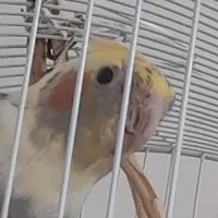 گمشده|حیوانات|عباس‌آباد, |دیوار