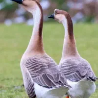 قو غاز آفریقایی|حیوانات مزرعه|صومعه‌سرا, |دیوار