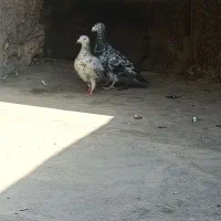 سار سرور نرو ماده..